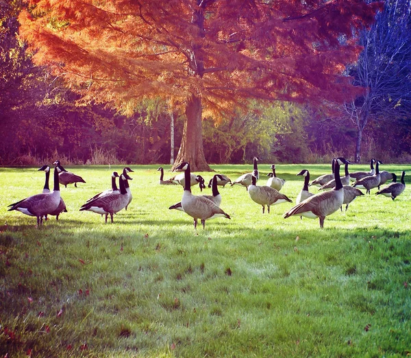 Flock of canadian geese in park — Stock Photo, Image