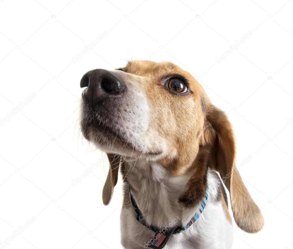 Cute beagle