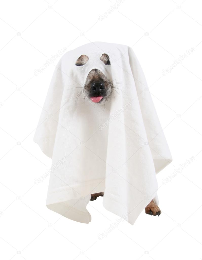 Dog dressed up as spooky ghost