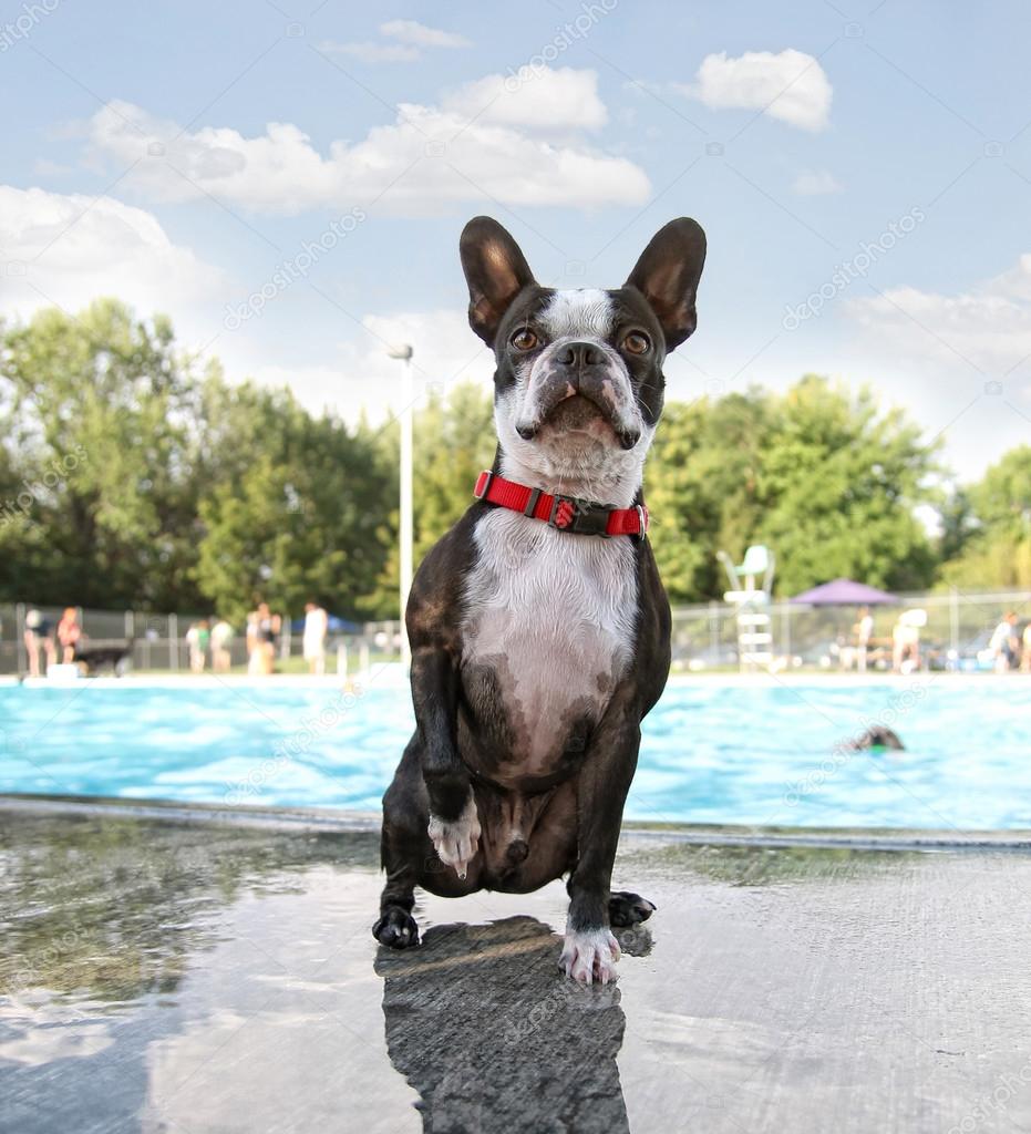 Boston terrier at swimming pool