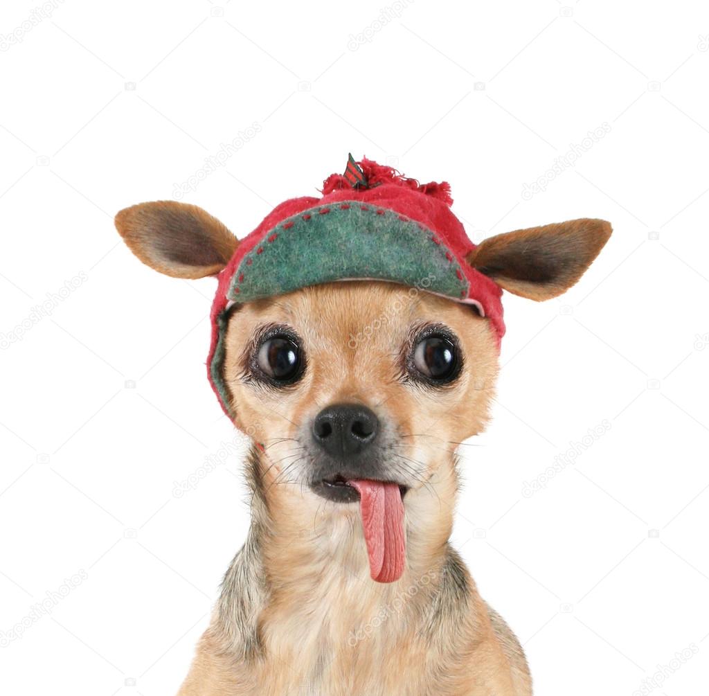 Chihuahua in winter hat Stock Photo by graphicphoto 53614773