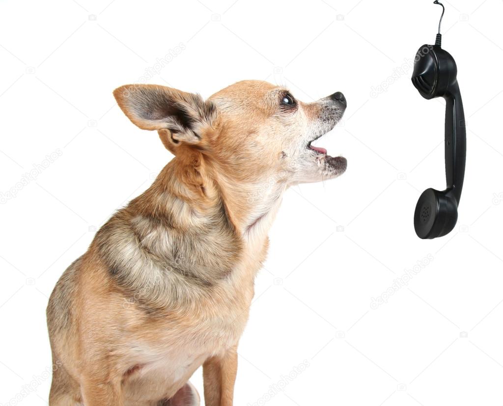 Cute chihuahua talking on phone