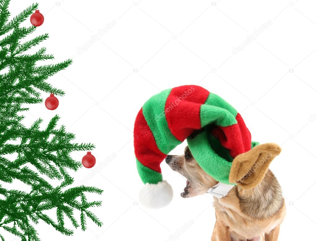 Chihuahua in santa claus hat