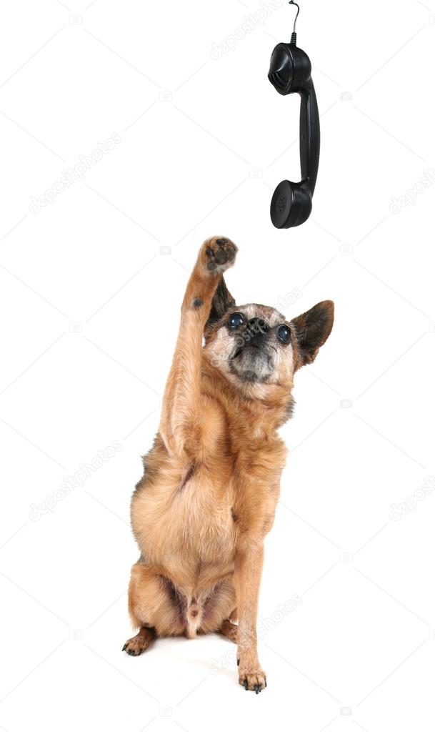 Cute chihuahua talking on phone