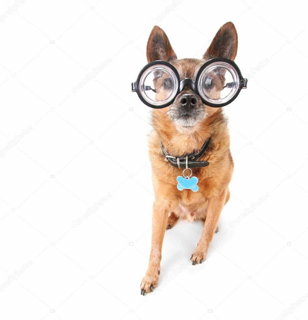 Chihuahua with giant glasses on