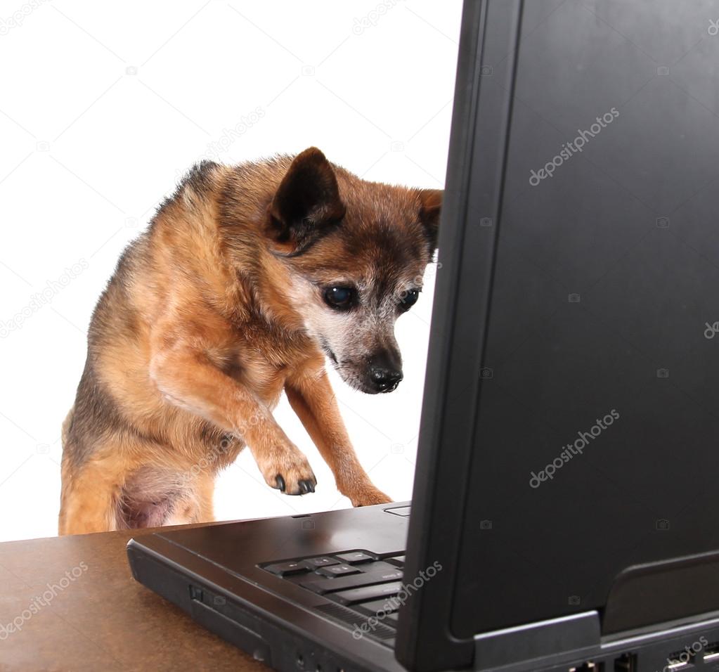 Chihuahua surfing internet on laptop
