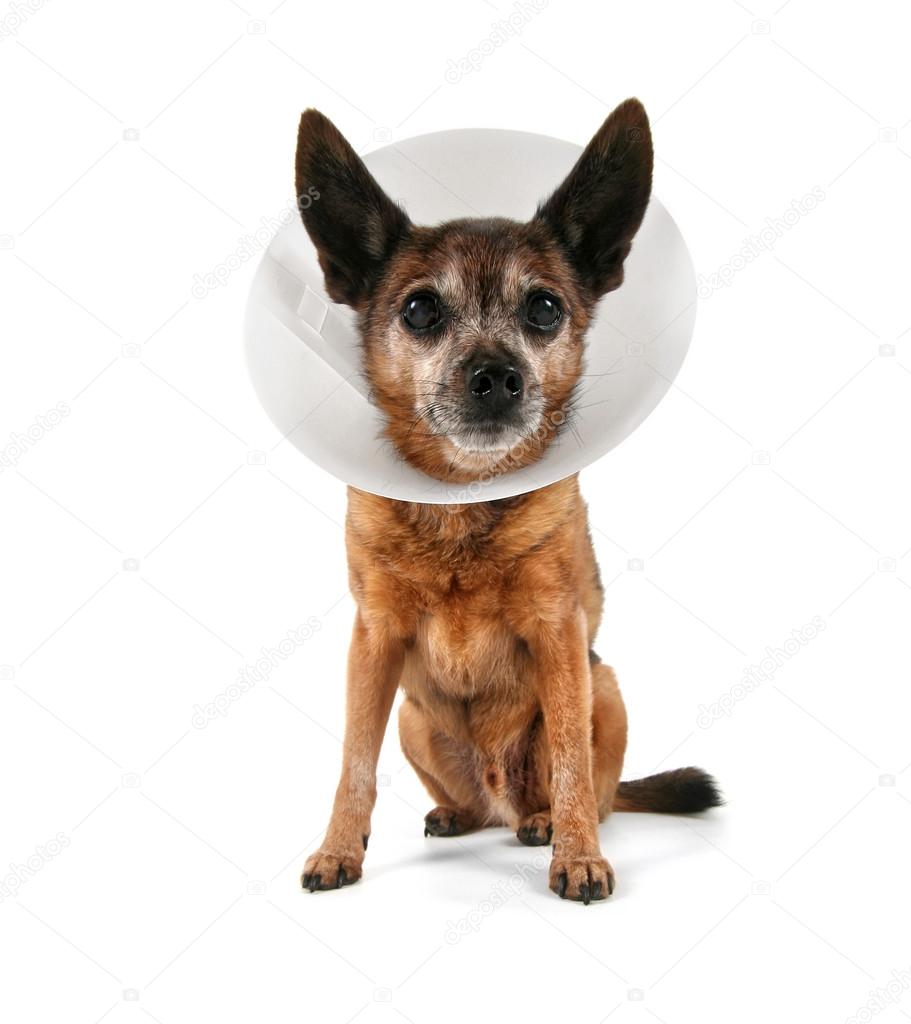 Chihuahua wearing cone of shame