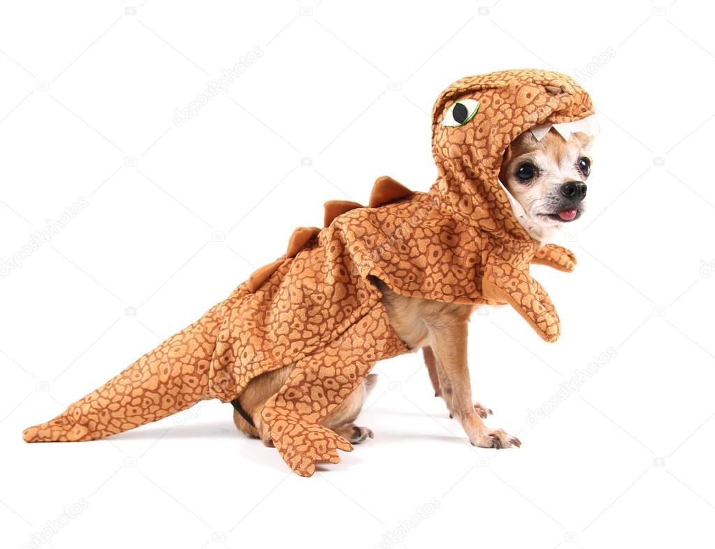 Chihuahua in dinosaur's costume