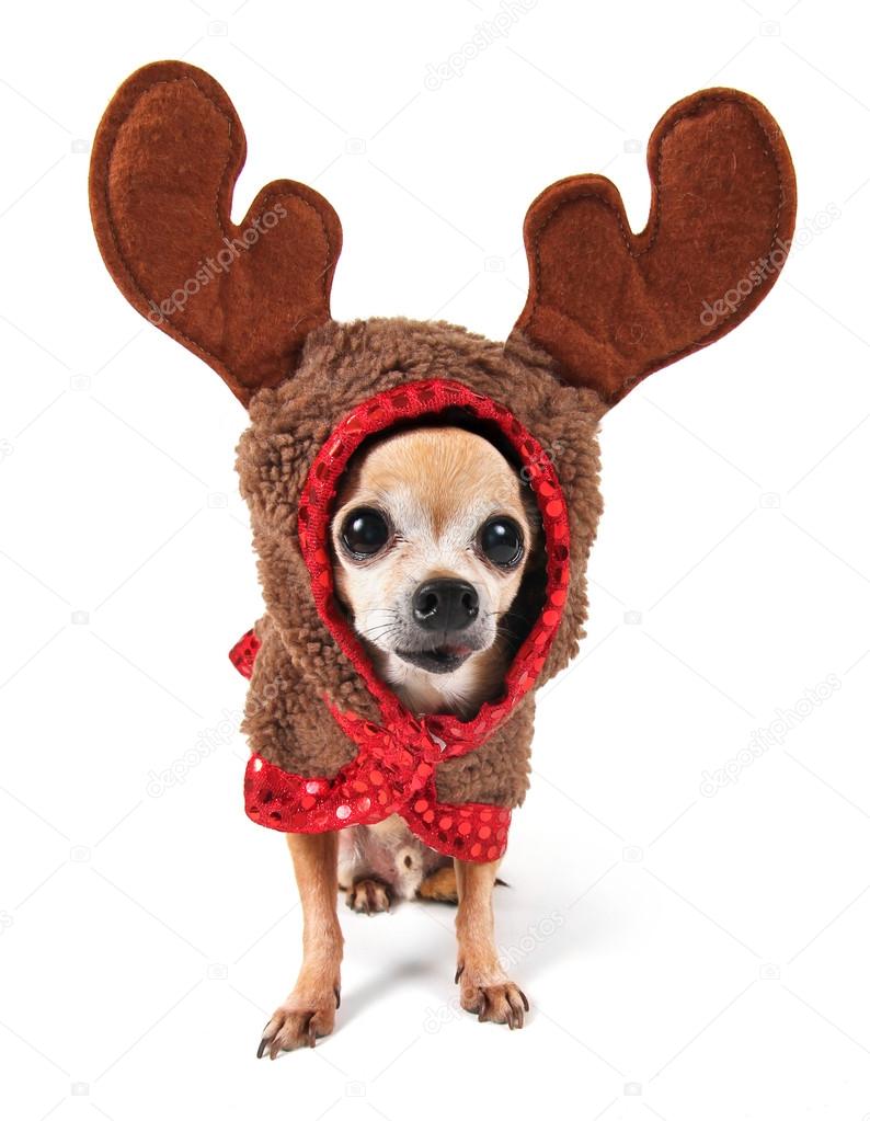 Chihuahua in reindeer's costume