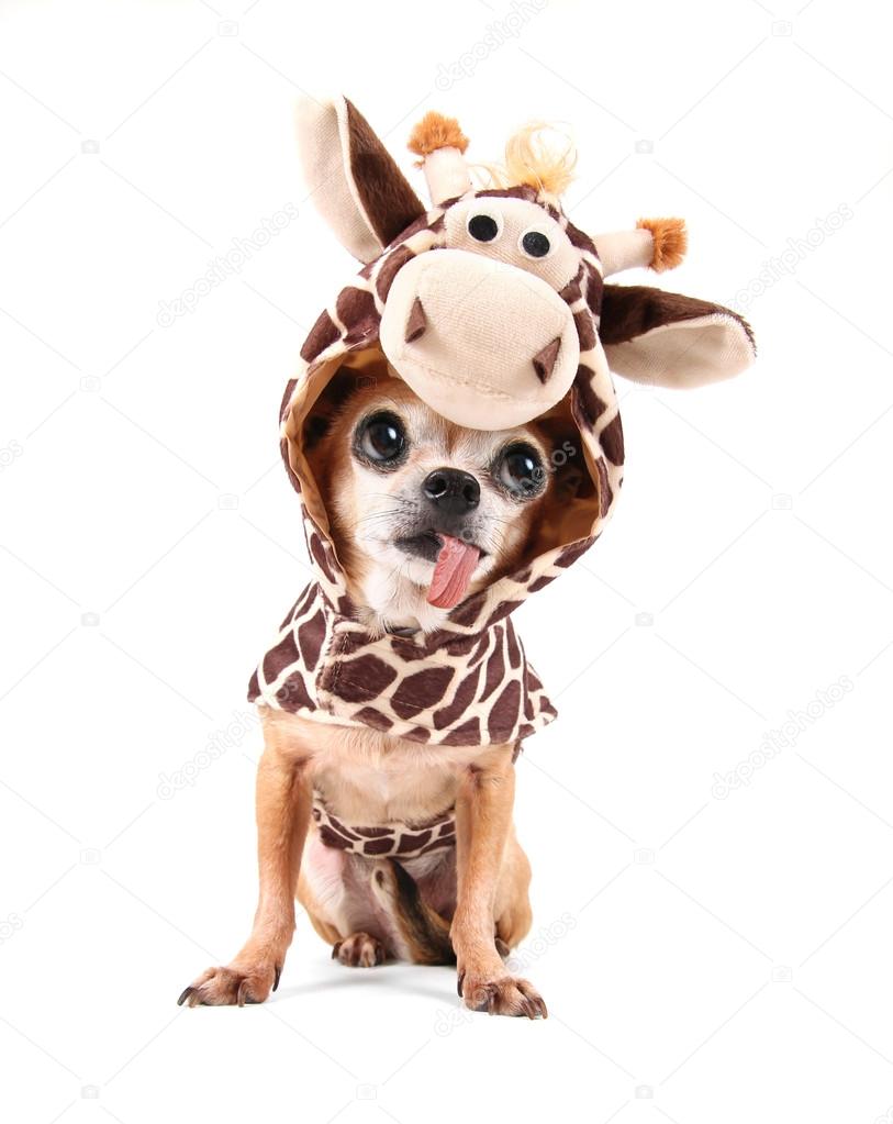 Giraffe funny face Stock Photos, Royalty Free Giraffe funny face Images | Depositphotos Giraffe funny face Stock Photos, Royalty Free Giraffe funny face Images | Depositphotos