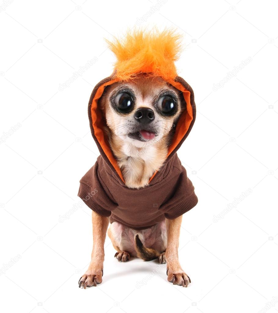Chihuahua in clearance costume