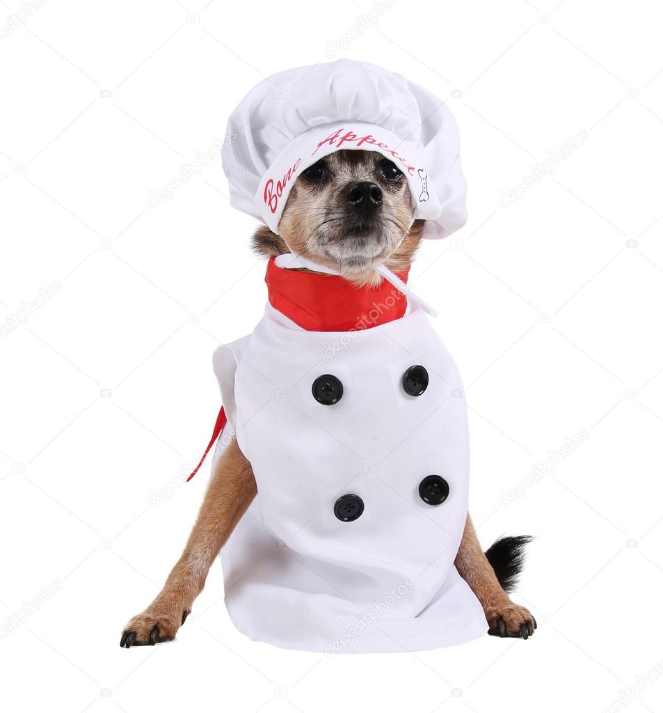 Chihuahua in chef costume