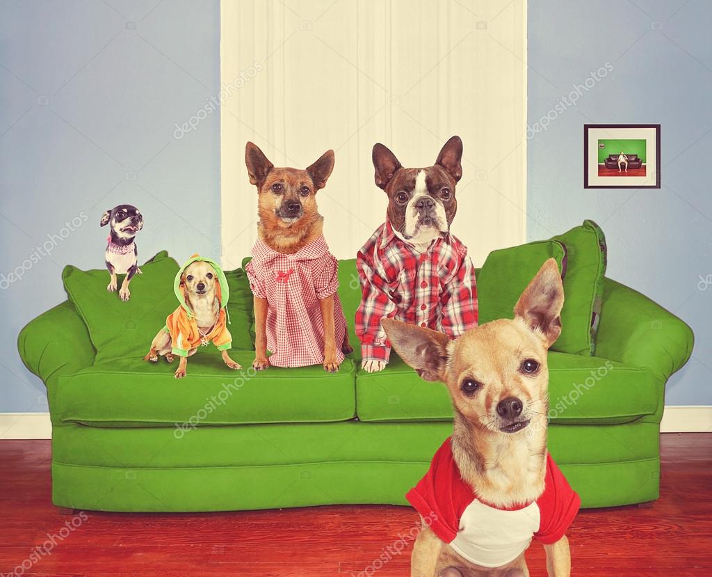 Bunch of dogs sitting on a couch Stock Photo by ©graphicphoto 53617461