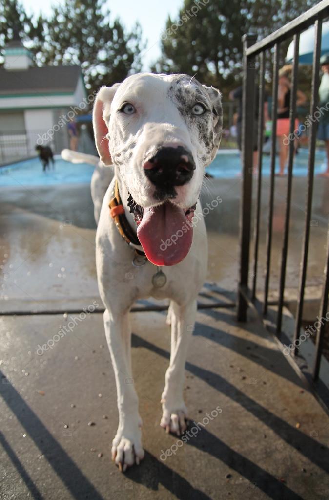 Great dane at swimming pool — Stock Photo © graphicphoto #53617943