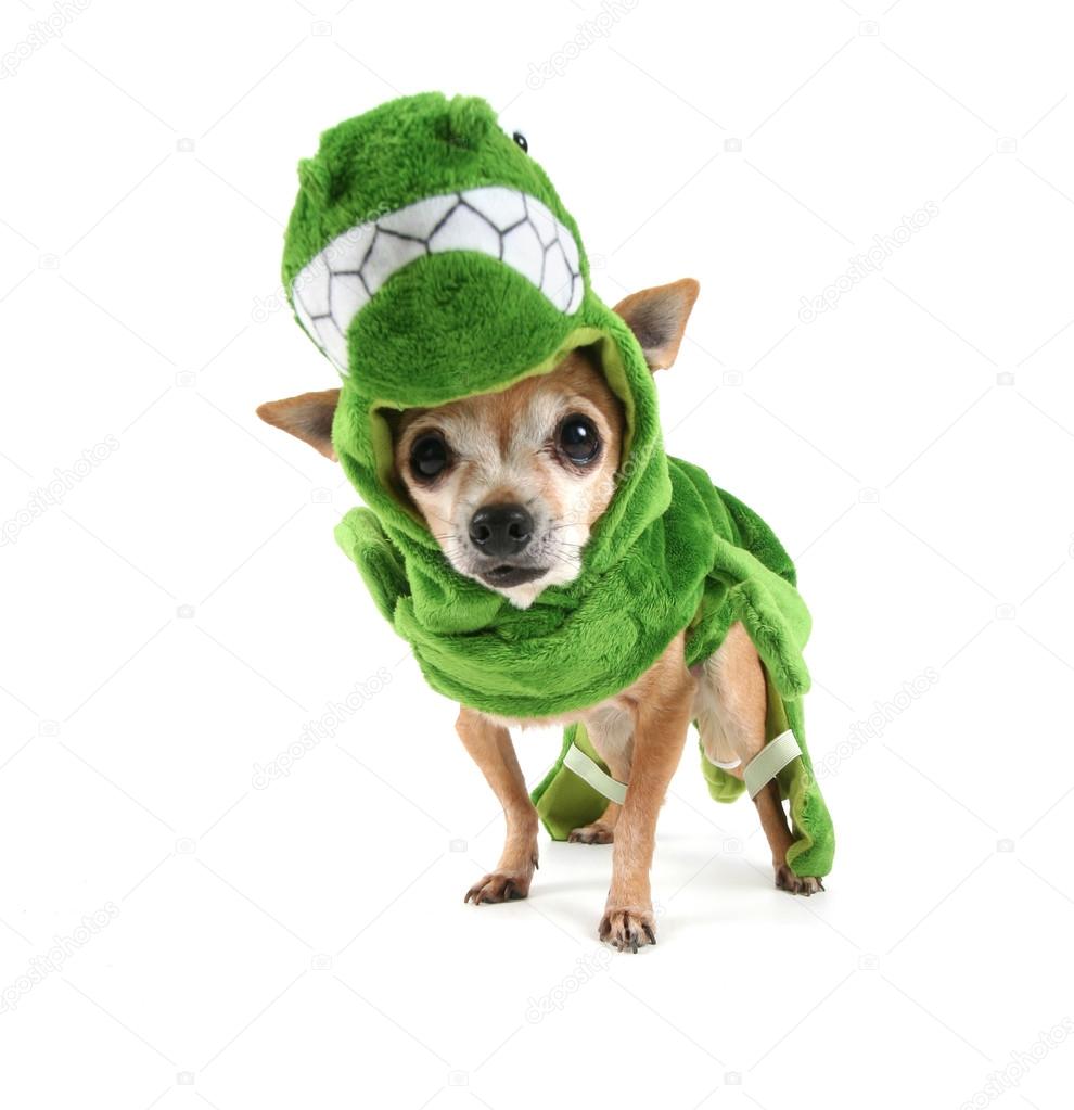 Chihuahua dressed up as dinosaur