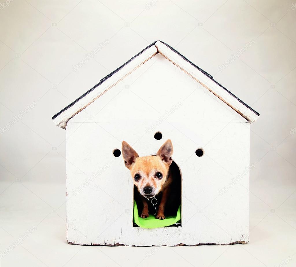 Chihuahua in dog house