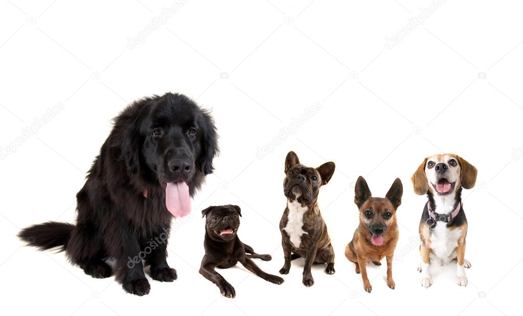 Group of dogs