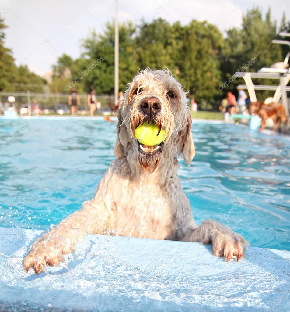 Dog having fun at pool