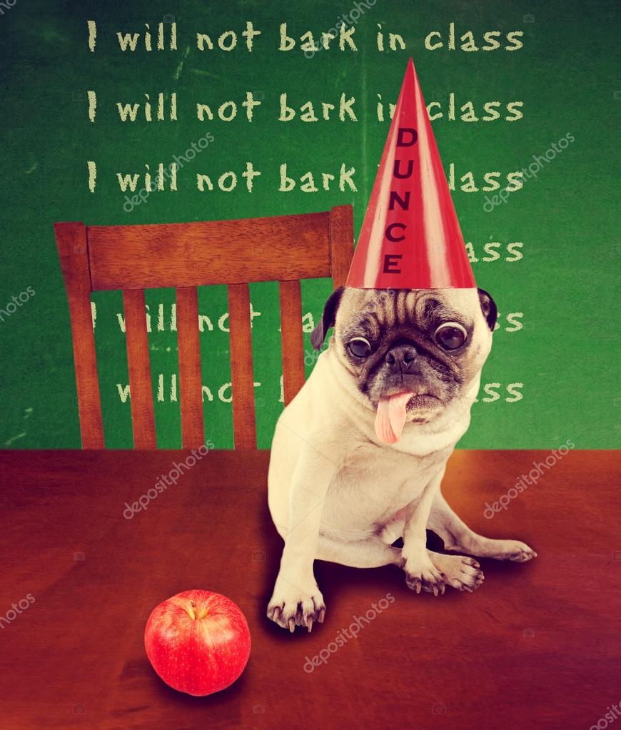 Pug wearing a dunce hat — Stock Photo © graphicphoto 53618713