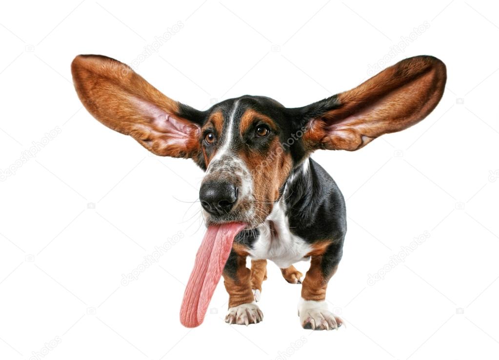 Basset hound with big ears