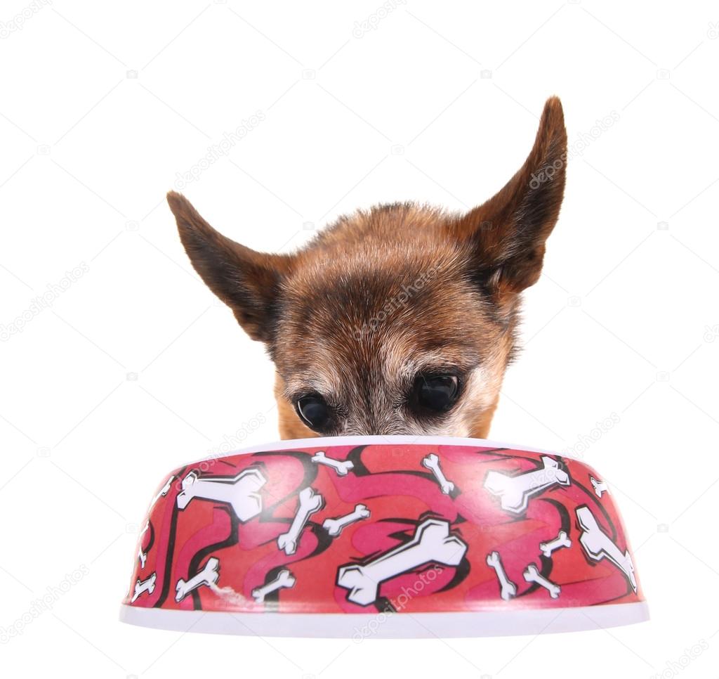 Purebred puppy and his food bowl