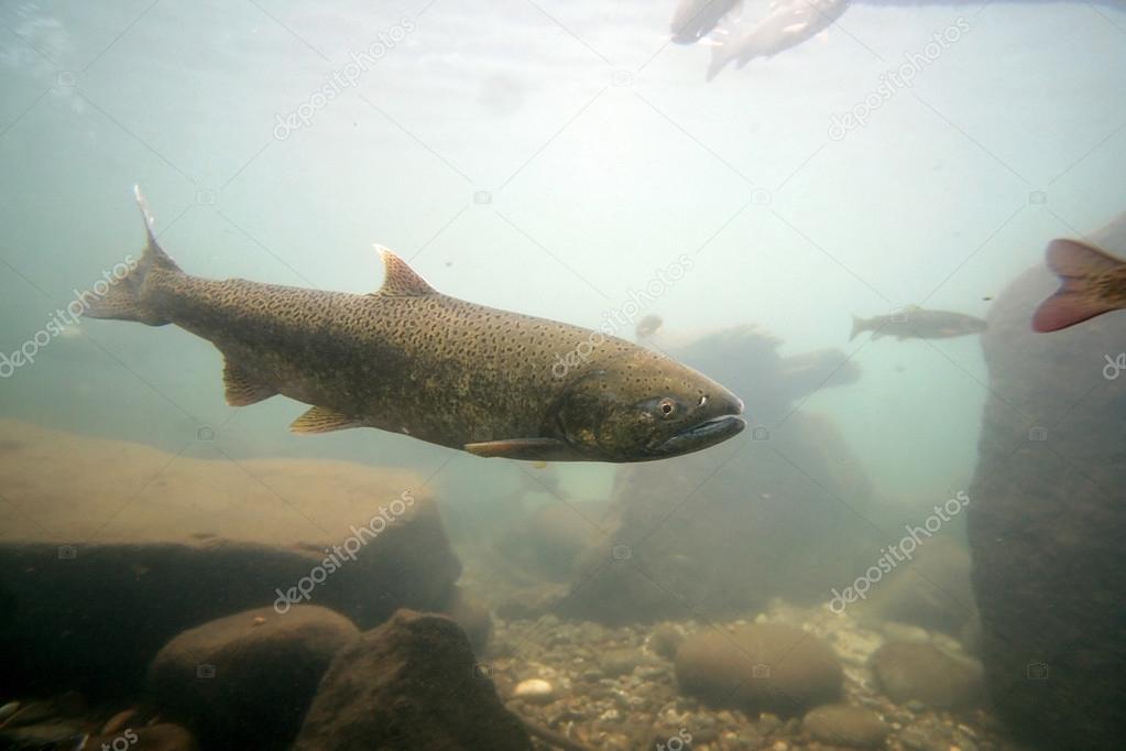 Trout fish swimming