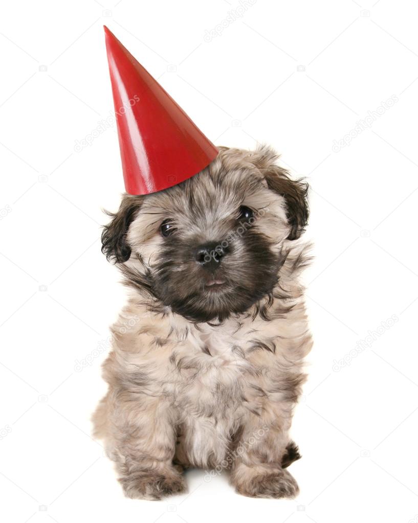 Small puppy with birthday hat