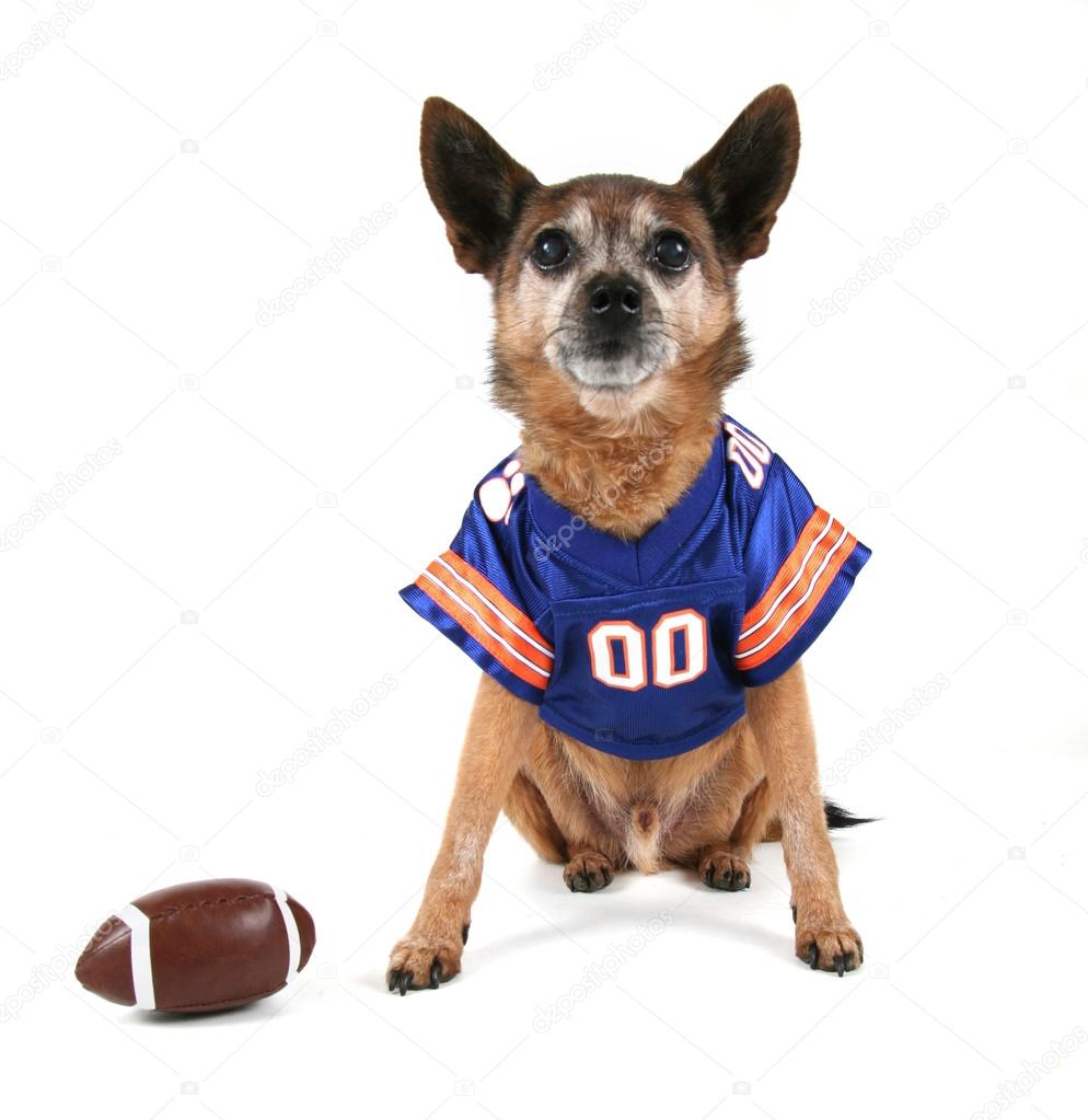 Chihuahua dressed up in football uniform