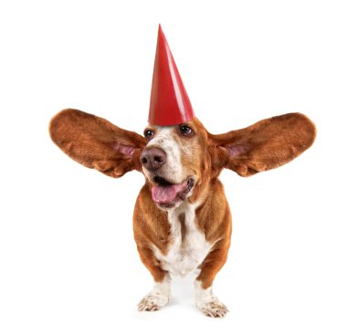 Basset hound doğum günü şapkası