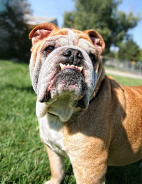 parkta oynarken bulldog