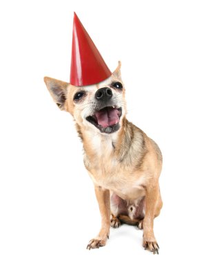 Chihuahua kırmızı doğum günü şapkası