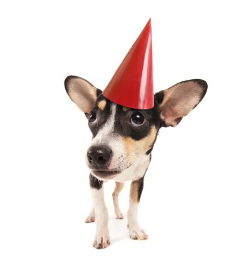 Rat terrier chihuahua karışımı ile parti şapkası