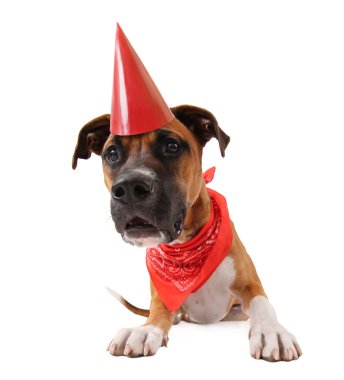 Pitbul boksör karıştırmak köpek