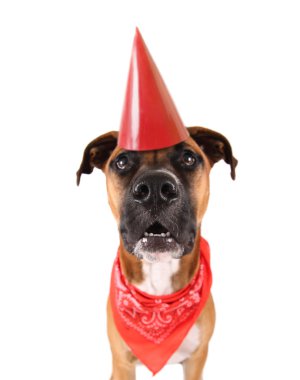 Pitbul boksör karıştırmak köpek