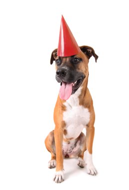 Pitbul boksör karıştırmak köpek