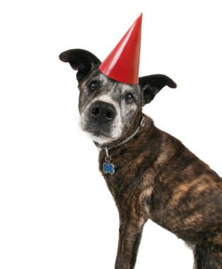 Pitbul doğum günü şapkası