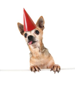 Chihuahua işareti ile