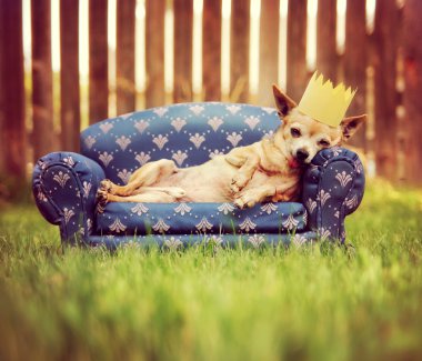 kanepede tacıyla yakışıklı chihuahua
