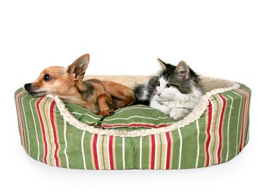 yavru kedi ve chihuahua üstünde evde beslenen hayvan yatak