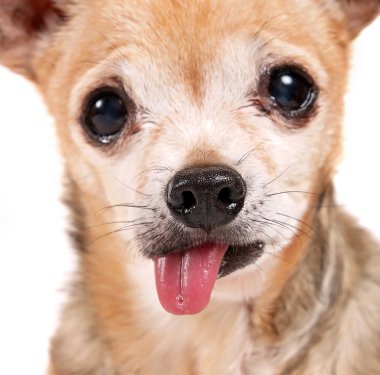 şirin chihuahua's yüz