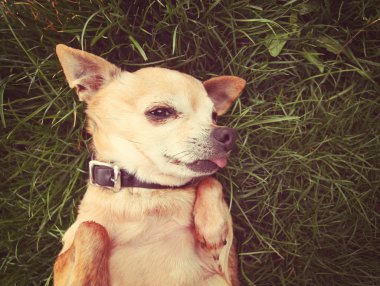 çim döşeme chihuahua