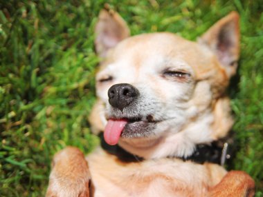Chihuahua with tongue out clipart