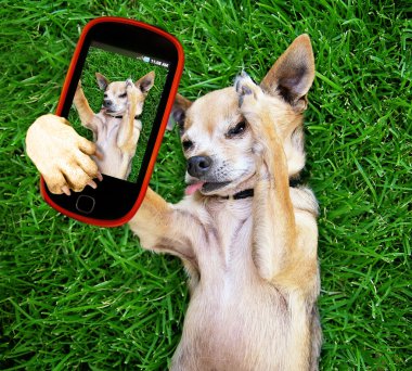 şirin chihuahua alarak selfie