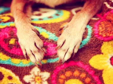 Chihuahua'paws