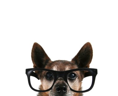 Chihuahua gözlüklerle