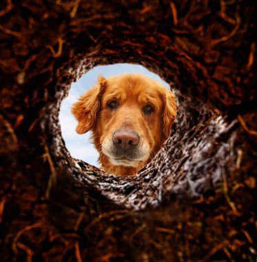 Dog looking down hole in ground clipart
