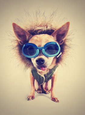 Chihuahua ile hoodie ve gözlük