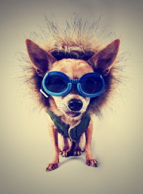 Chihuahua ile hoodie ve gözlük