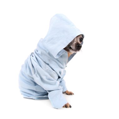 mavi ceketli Chihuahua