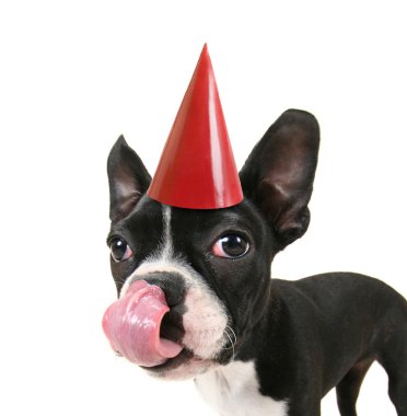 Boston korkunç doğum günü şapkası